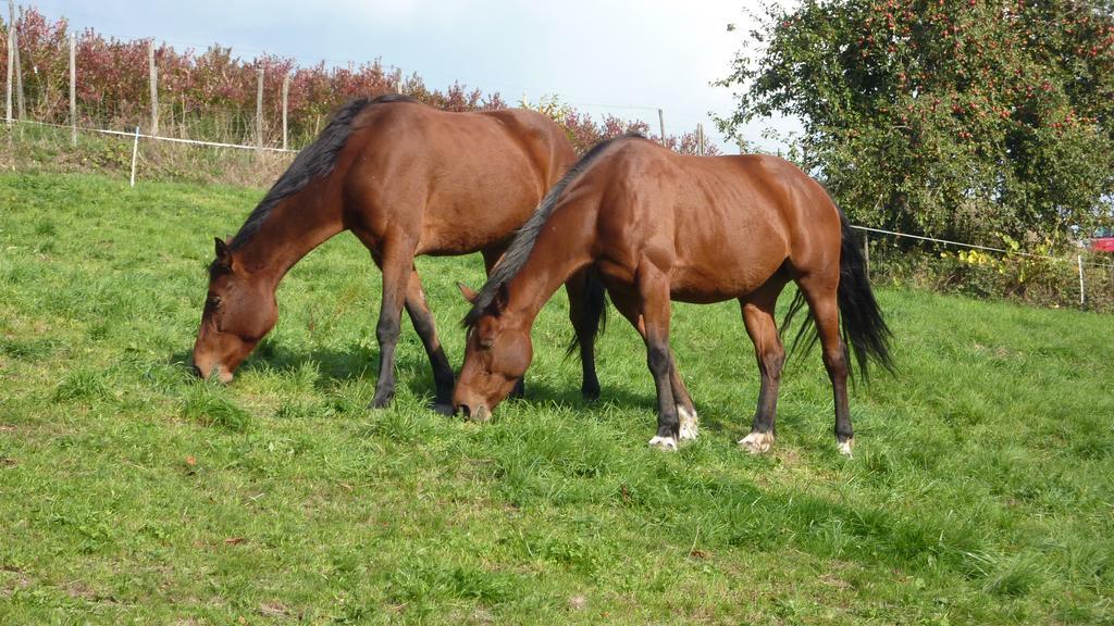 Gite Schlitteur Et Sapiniere Breitenbach Exteriör bild