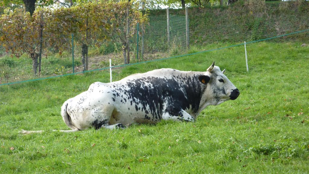 Gite Schlitteur Et Sapiniere Breitenbach Exteriör bild